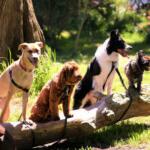 dogs